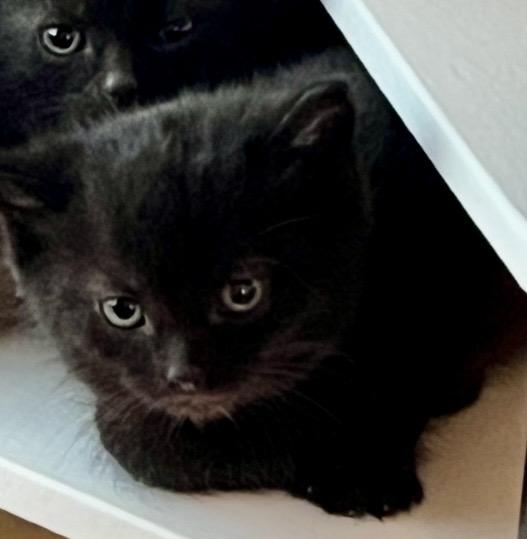 Enlarge Trigger , a ADOPTABLE Domestic Short Hair in Port Washington, WI image 1/3