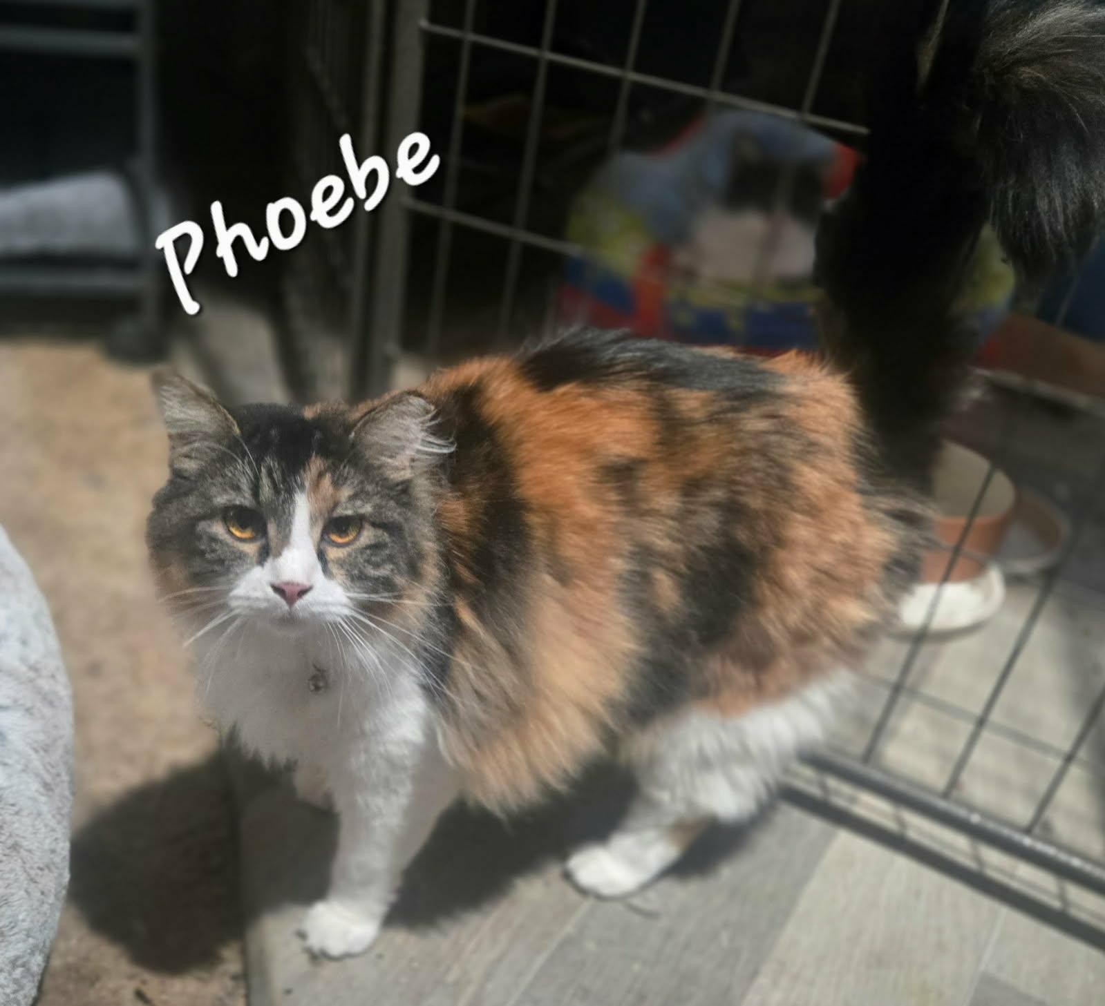 Enlarge Phoebe, an adopted Domestic Long Hair in Overland Park, KS image 1/6