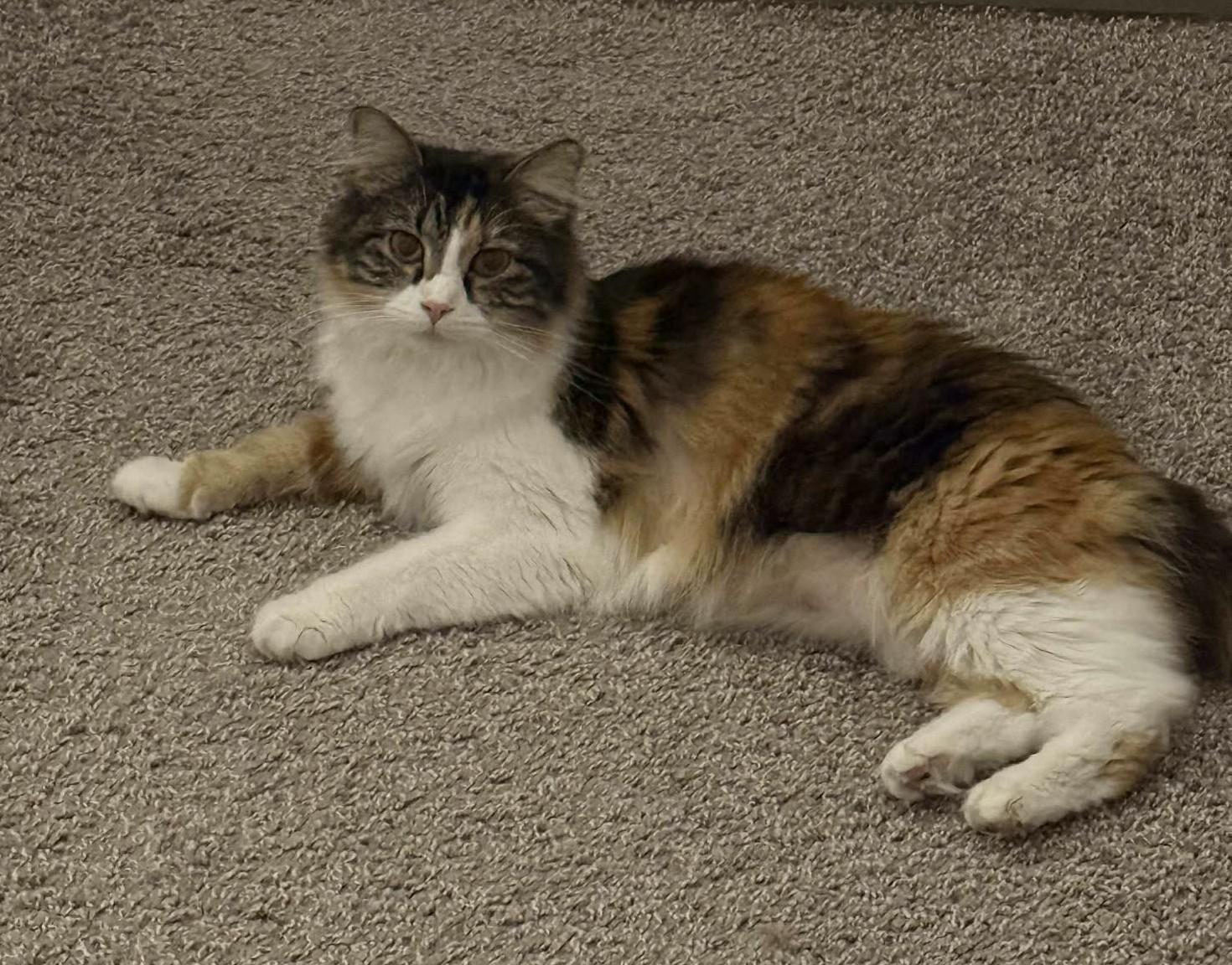 Enlarge Phoebe, an adopted Domestic Long Hair in Overland Park, KS image 4/6