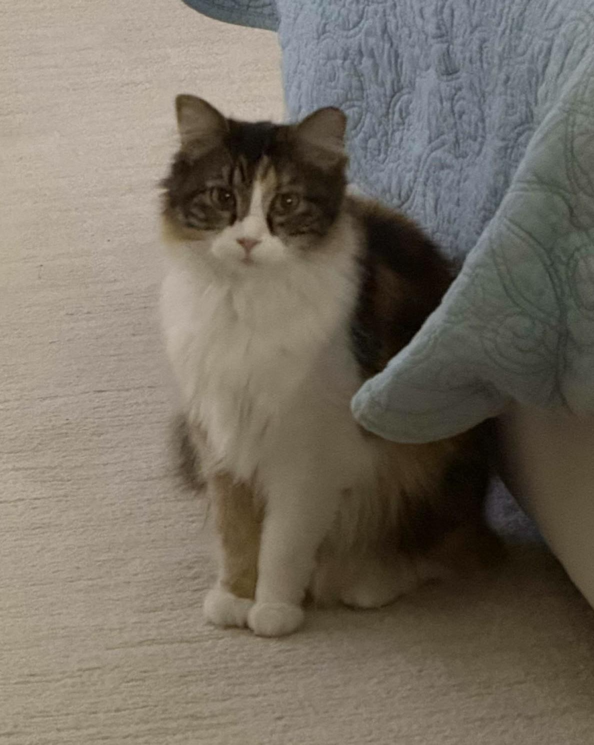 Enlarge Phoebe, an adopted Domestic Long Hair in Overland Park, KS image 3/6