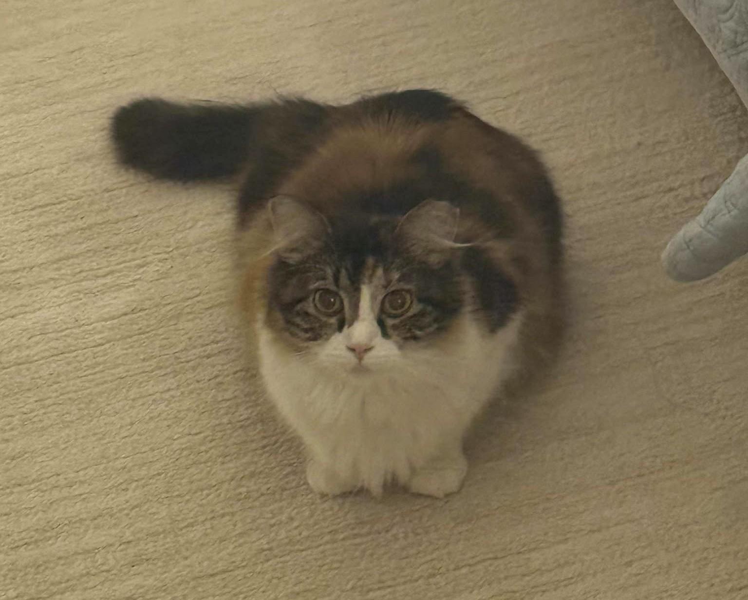 Enlarge Phoebe, an adopted Domestic Long Hair in Overland Park, KS image 5/6