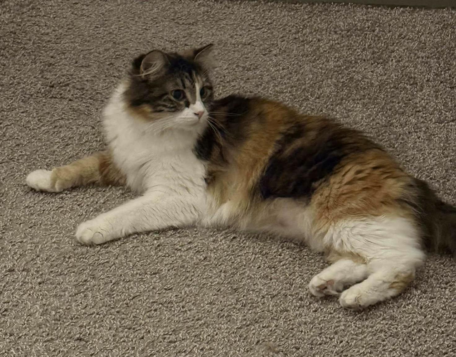 Enlarge Phoebe, an adopted Domestic Long Hair in Overland Park, KS image 6/6