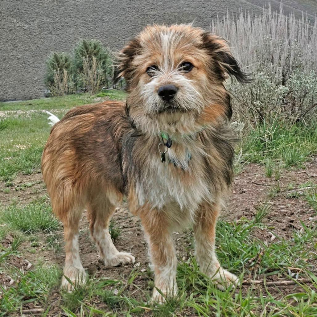 Wren, Adoptable, Young Male Mixed Breed.
