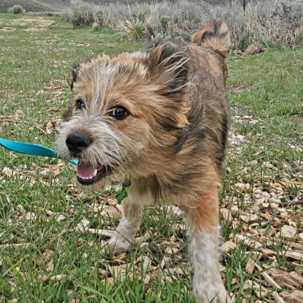 Enlarge Wren, a Adoptable Mixed Breed in Hailey, ID image 2/2
