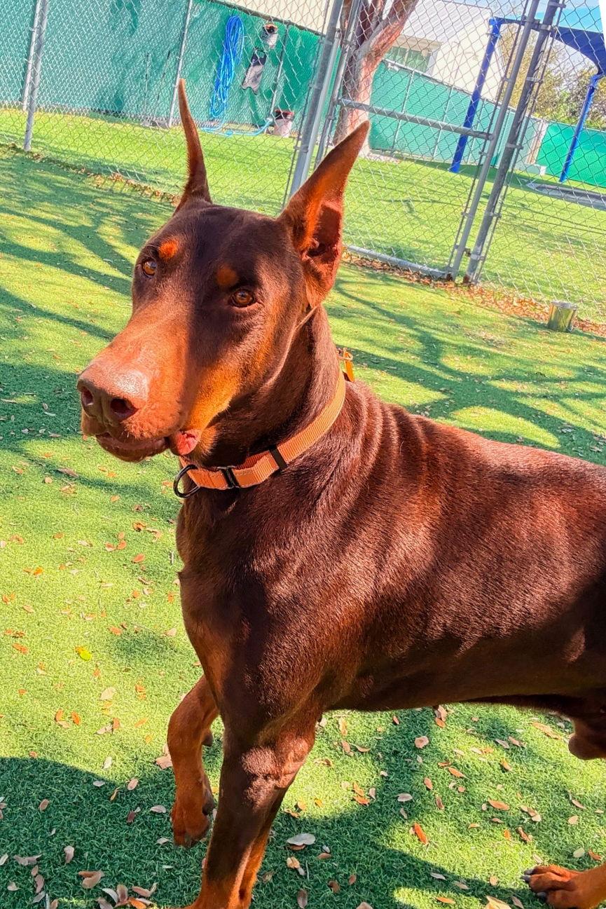 Rocco 3535, Adoptable, Young Male Doberman Pinscher.