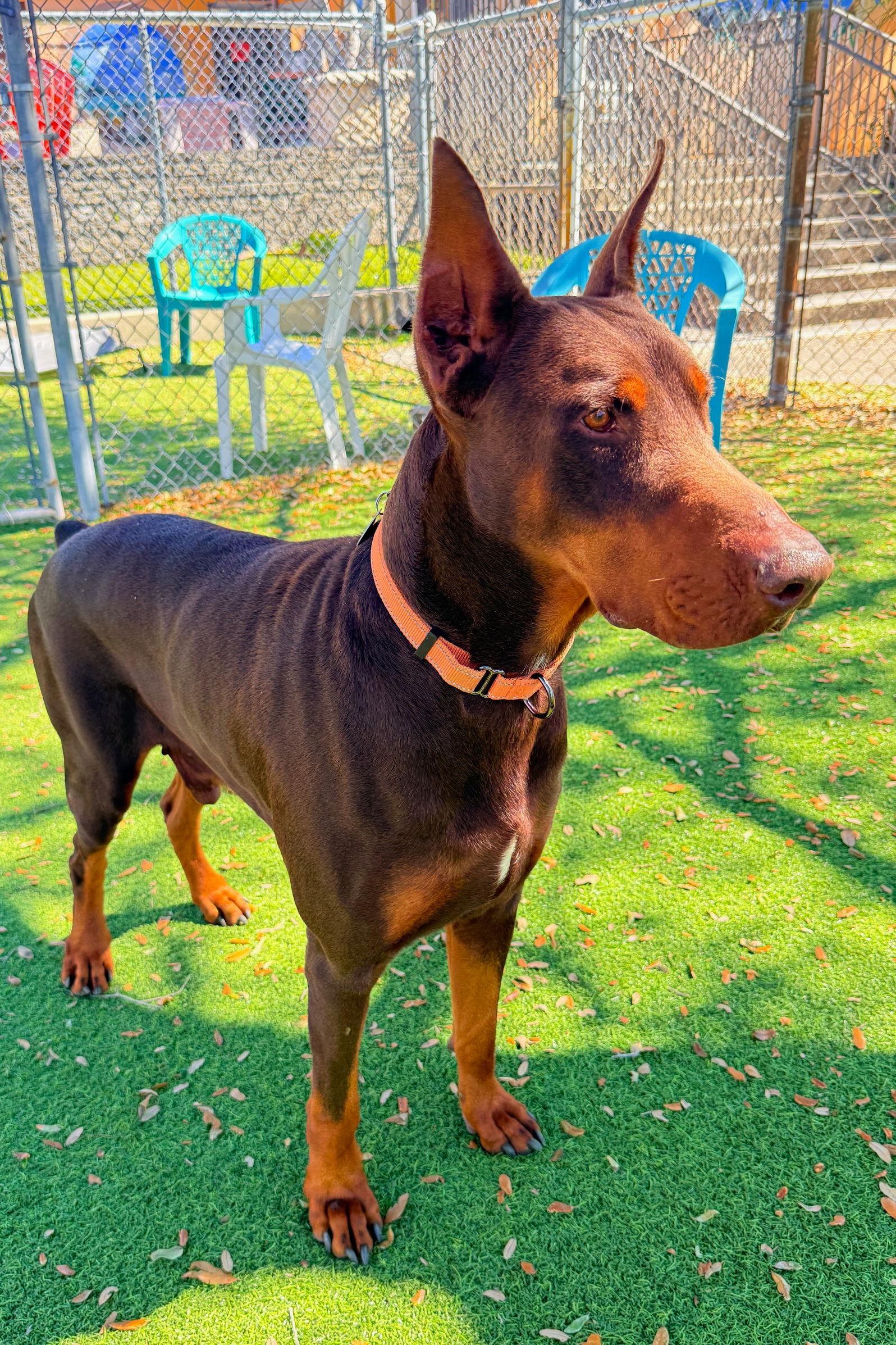Enlarge Rocco 3535, a Adoptable Doberman Pinscher in Oakland Park, FL image 2/3