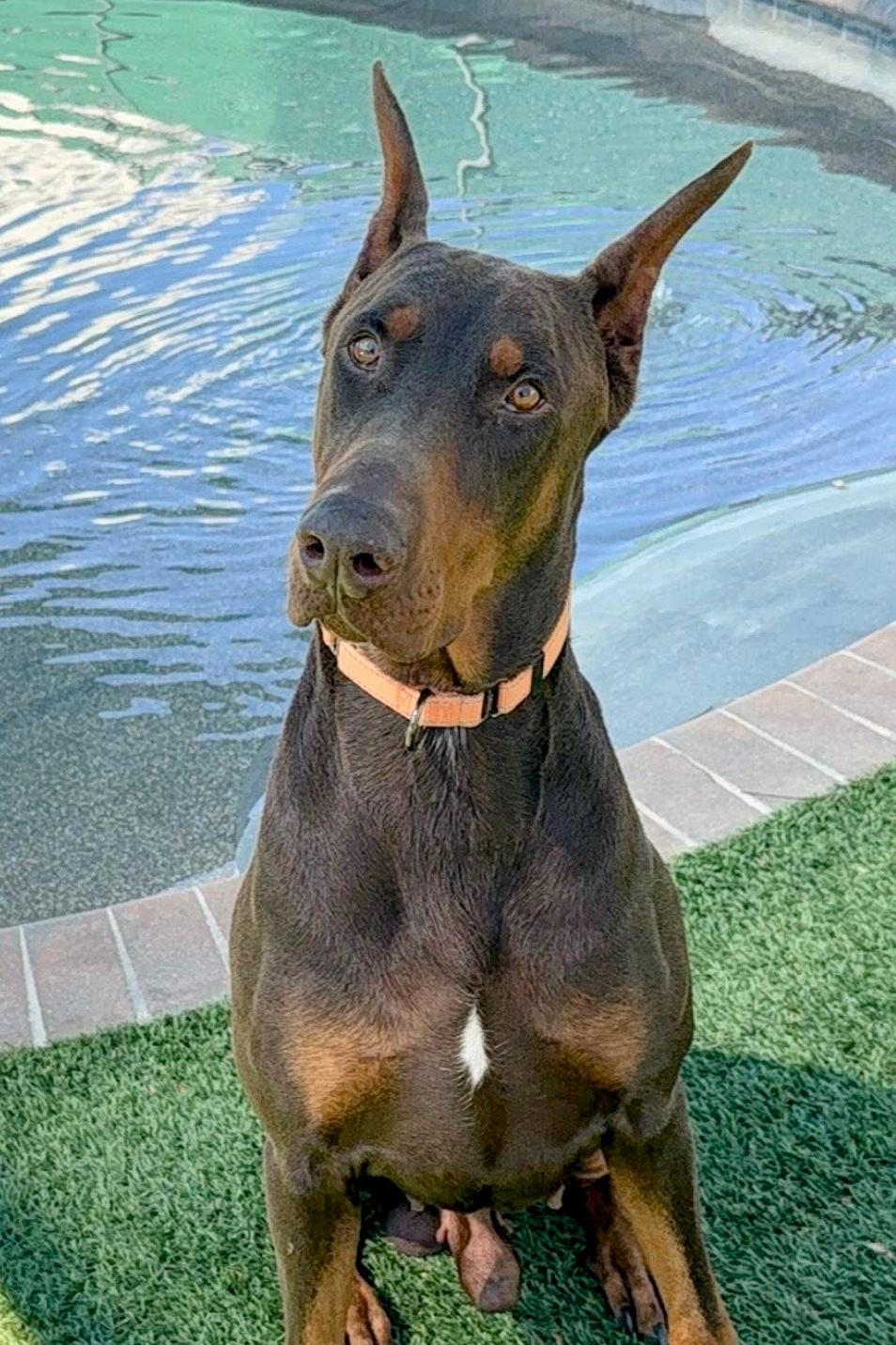 Enlarge Rocco 3535, a Adoptable Doberman Pinscher in Oakland Park, FL image 3/3