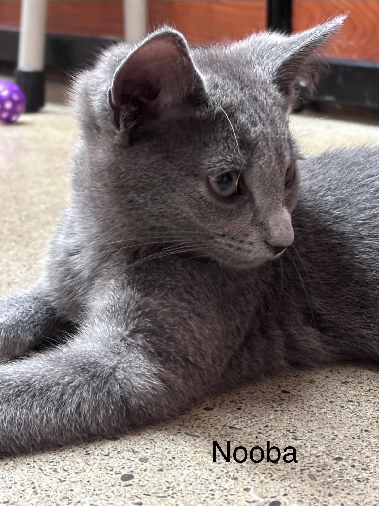 Nooba (polydactyl & bonded with Meeko), adopted, Kitten Male Domestic Short Hair.