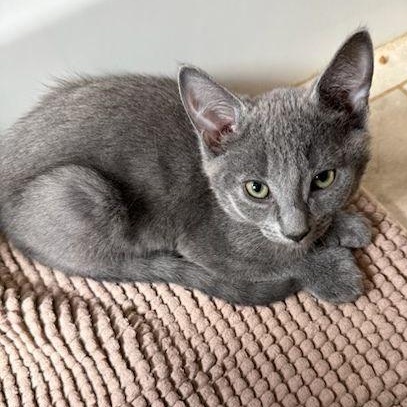 Nooba (polydactyl & bonded with Meeko), an adopted mixed breed in Scarborough, ON image 2/5