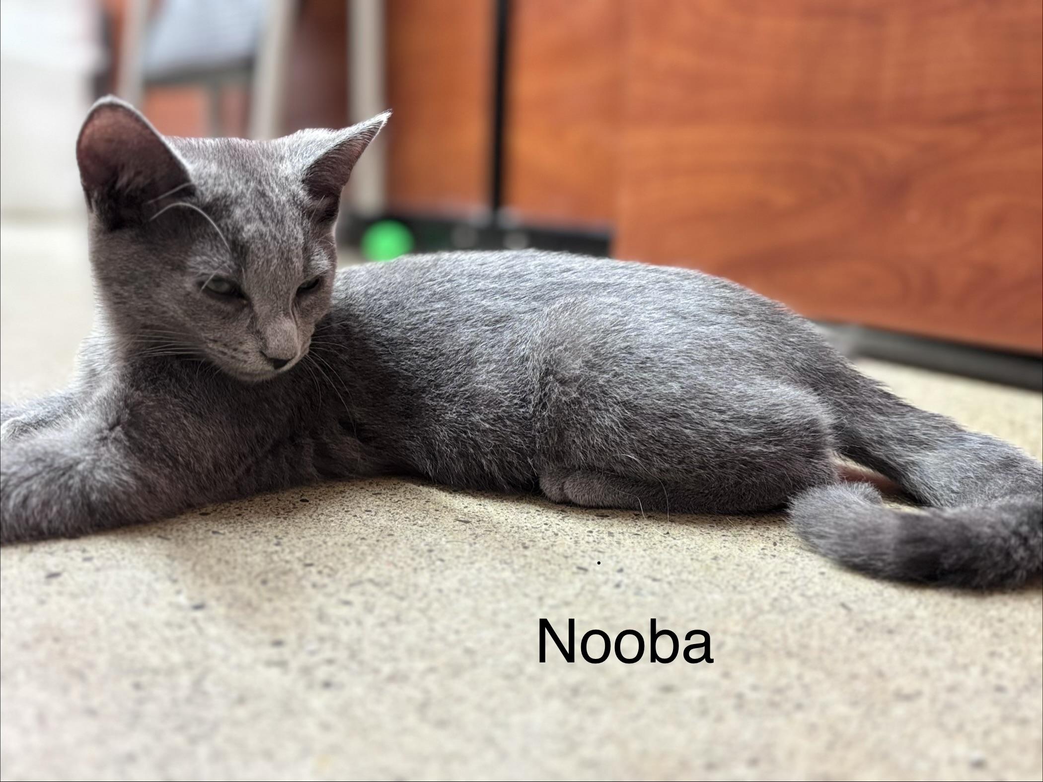 Nooba (polydactyl & bonded with Meeko), an adopted mixed breed in Scarborough, ON image 5/5