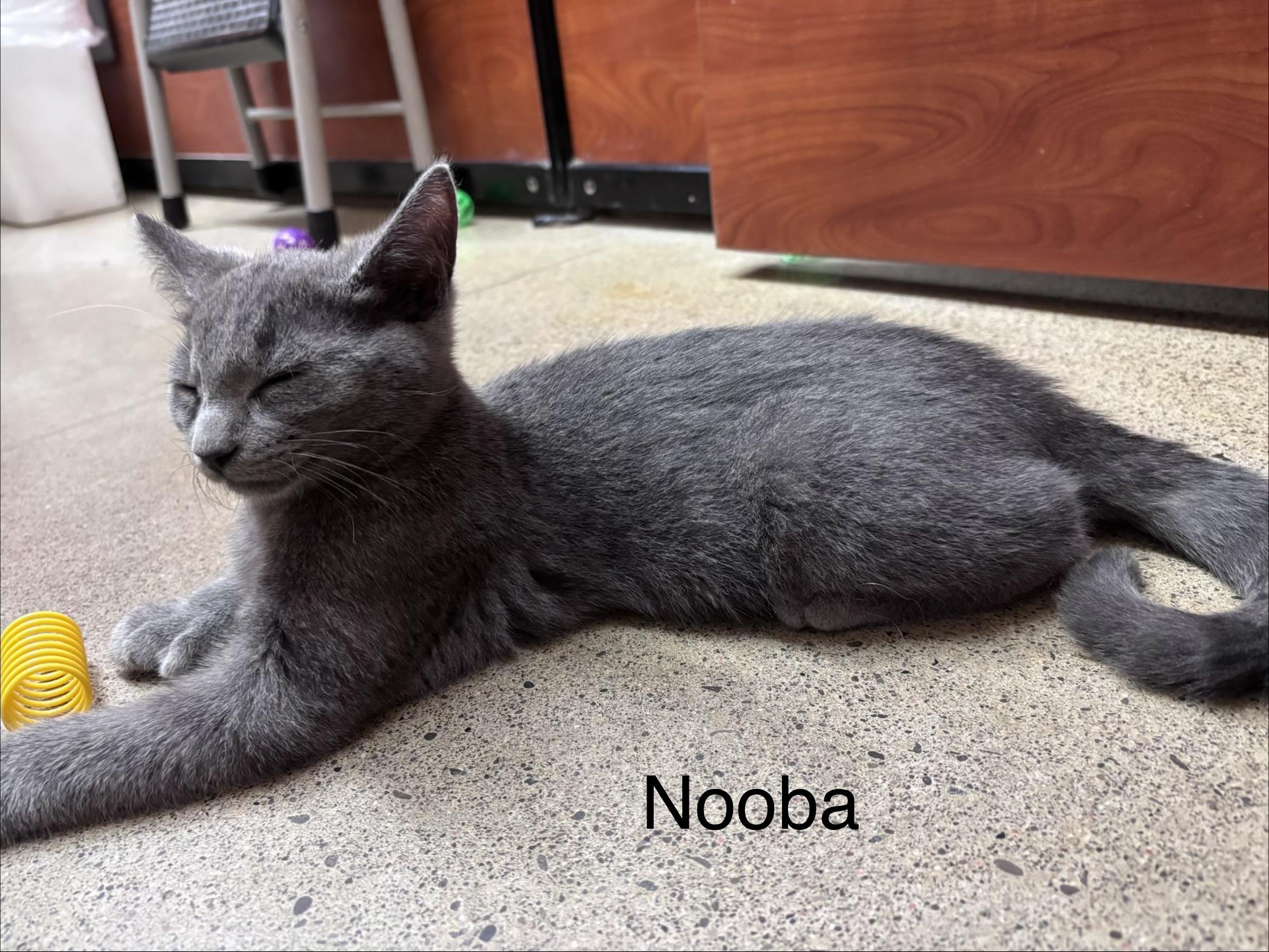 Nooba (polydactyl & bonded with Meeko), an adopted mixed breed in Scarborough, ON image 4/5