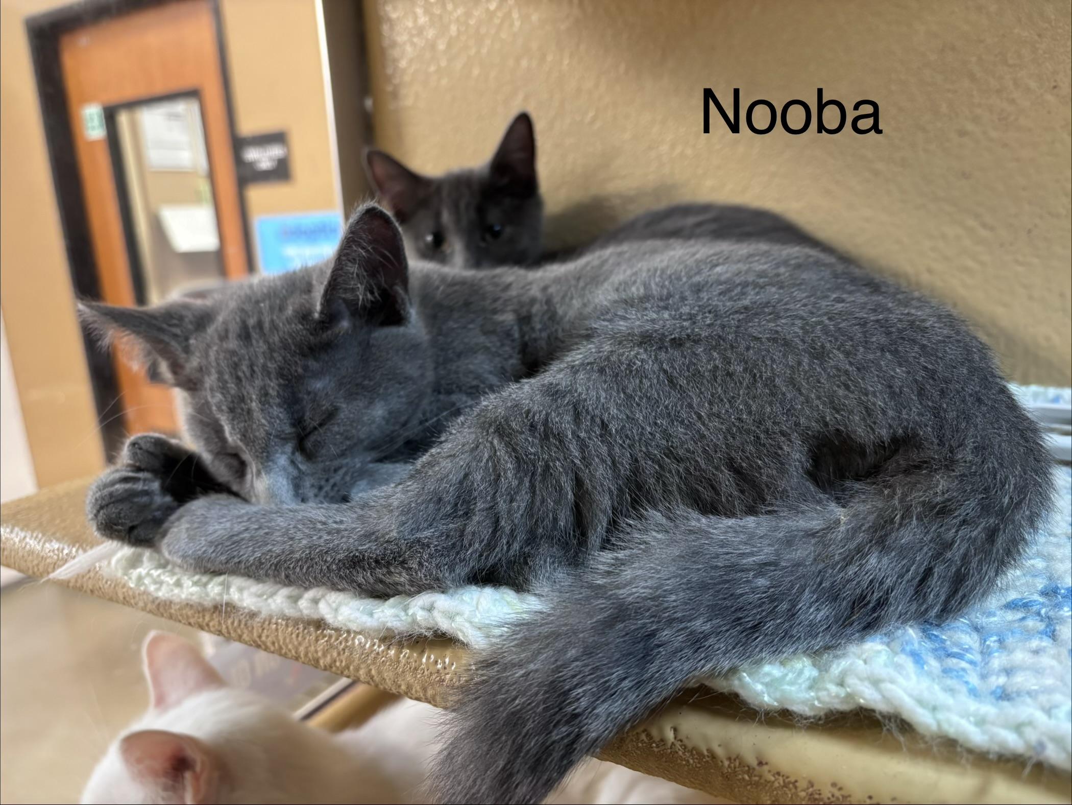 Nooba (polydactyl & bonded with Meeko), an adopted mixed breed in Scarborough, ON image 3/5