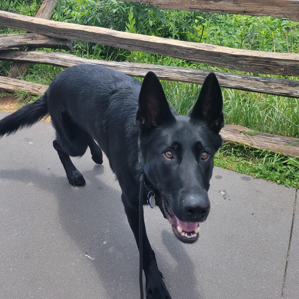Bruce *Courtesy Listing*, a Adoptable German Shepherd Dog in Van Horne, IA image 2/4