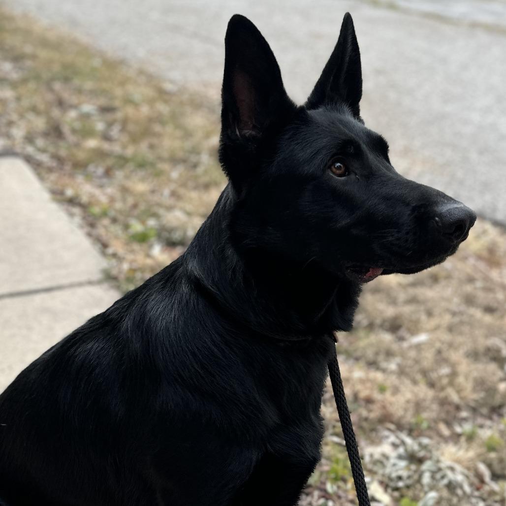 Bruce *Courtesy Listing*, a Adoptable German Shepherd Dog in Van Horne, IA image 3/4