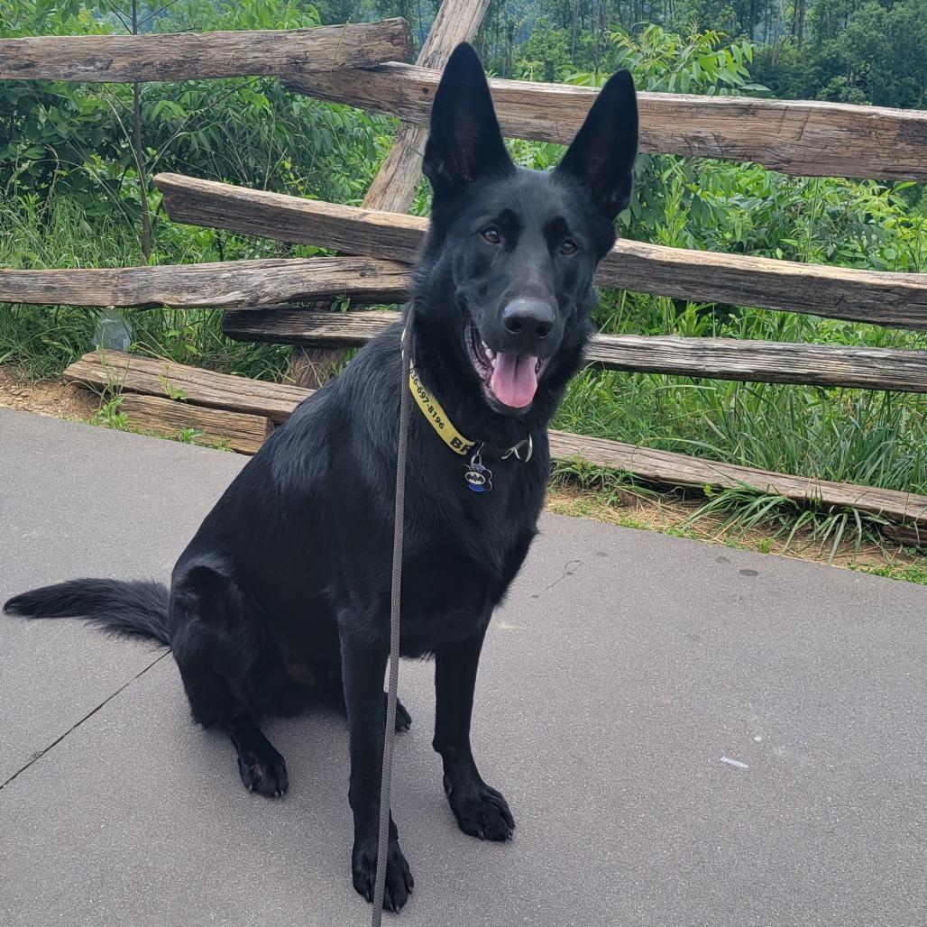 Bruce *Courtesy Listing*, a Adoptable German Shepherd Dog in Van Horne, IA image 4/4