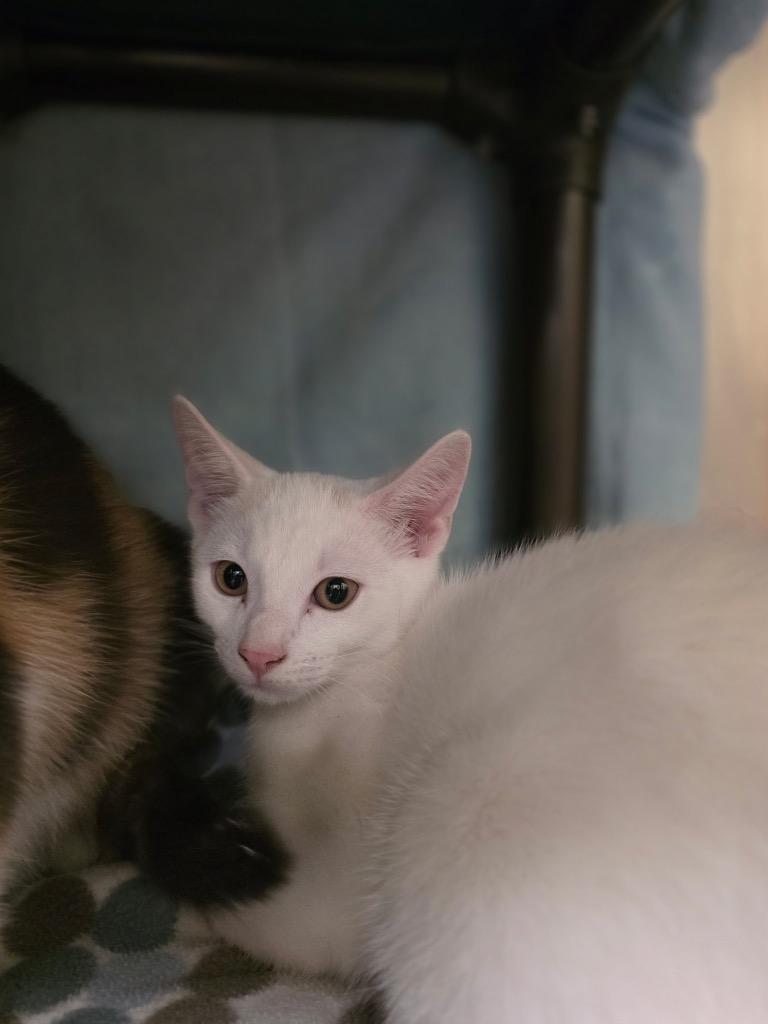 Bianco, Adoptable, Young Male Domestic Short Hair.