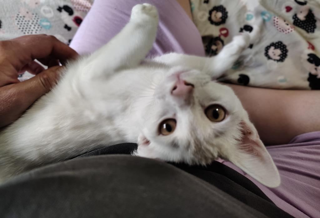 Enlarge Bianco, a Adoptable mixed breed in Meriden, CT image 2/2