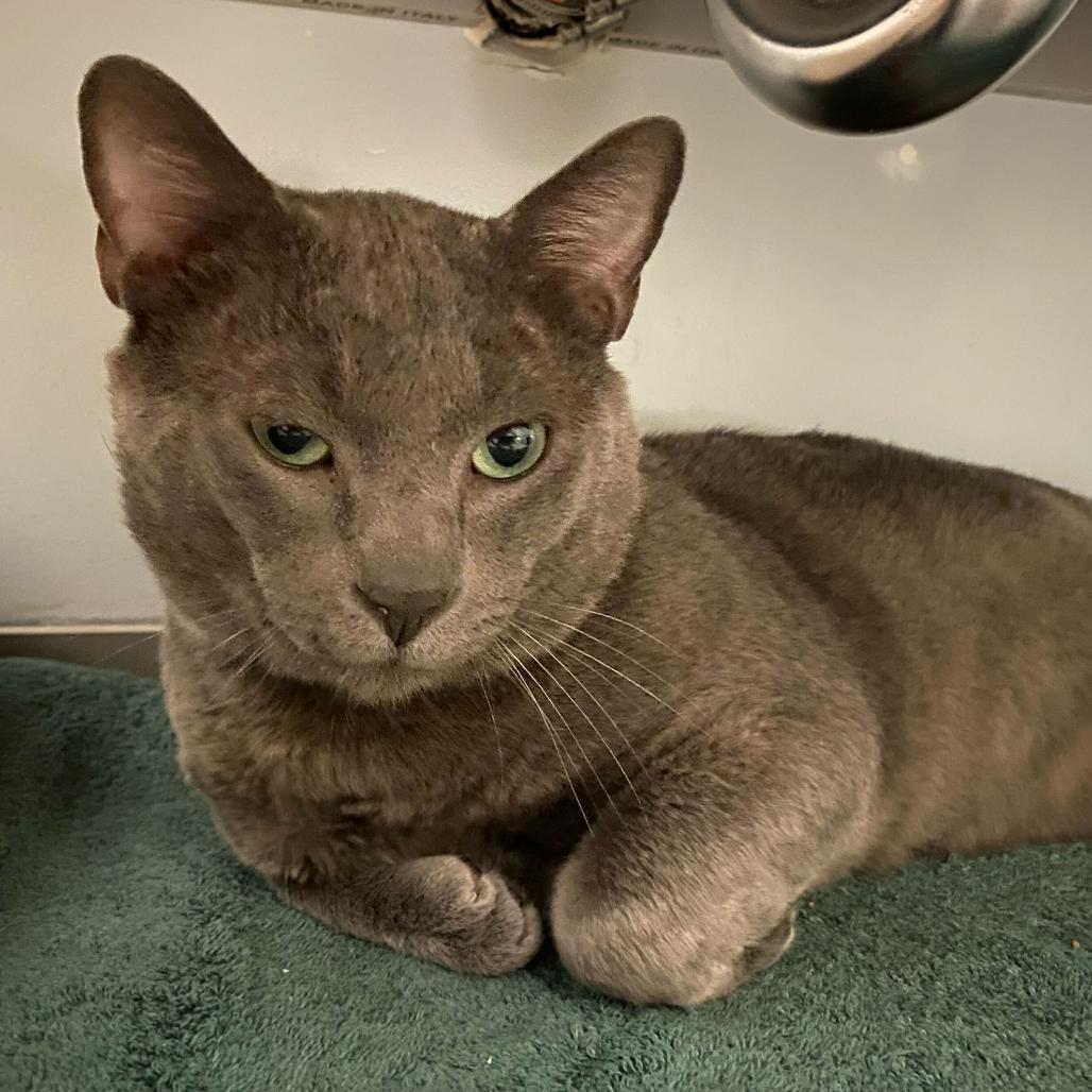 Bruce Banner — thumbnail 2