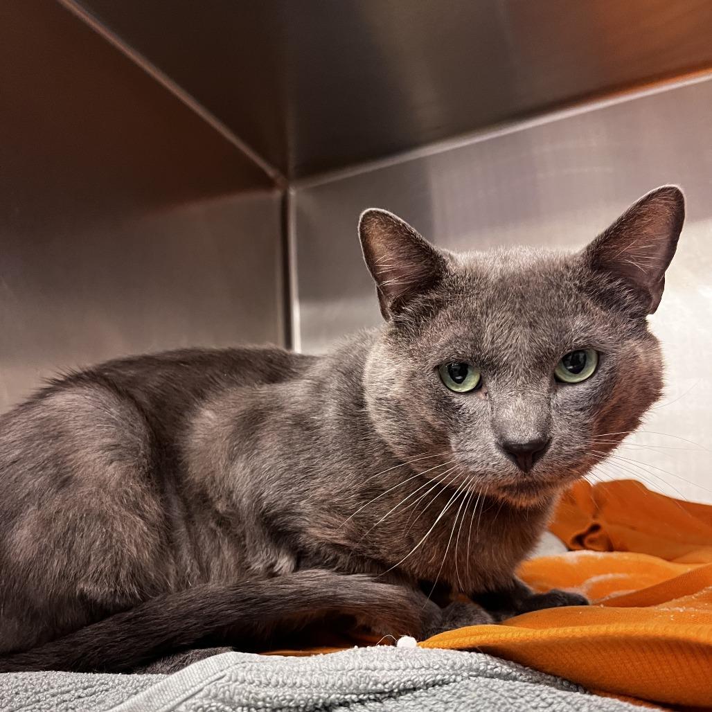 Bruce Banner — thumbnail 3