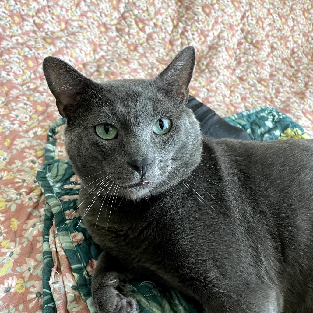 Bruce Banner — thumbnail 4