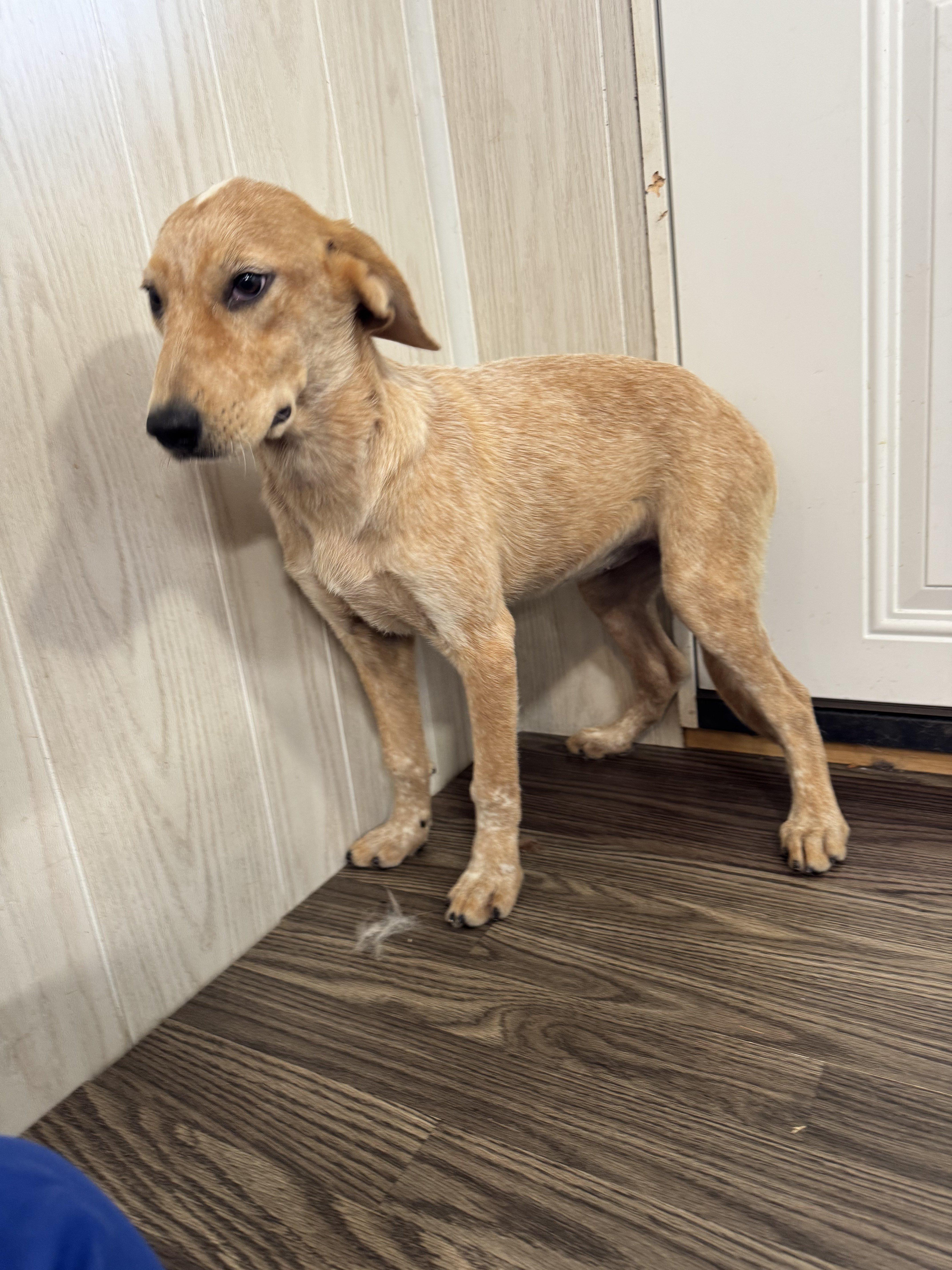 Zana, a Adoptable mixed breed in Medfield, MA image 1/3