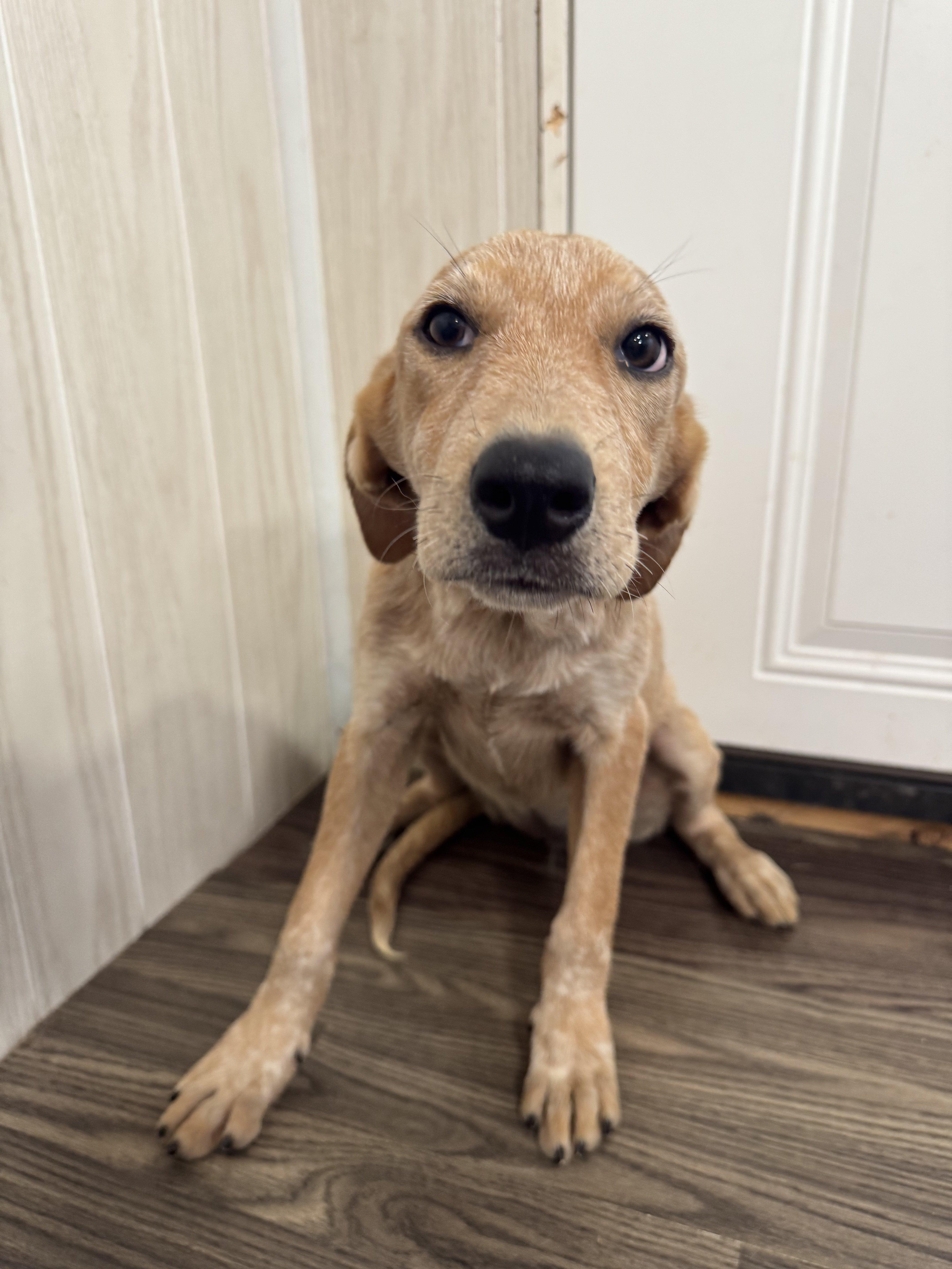 Zana, a Adoptable mixed breed in Medfield, MA image 2/3