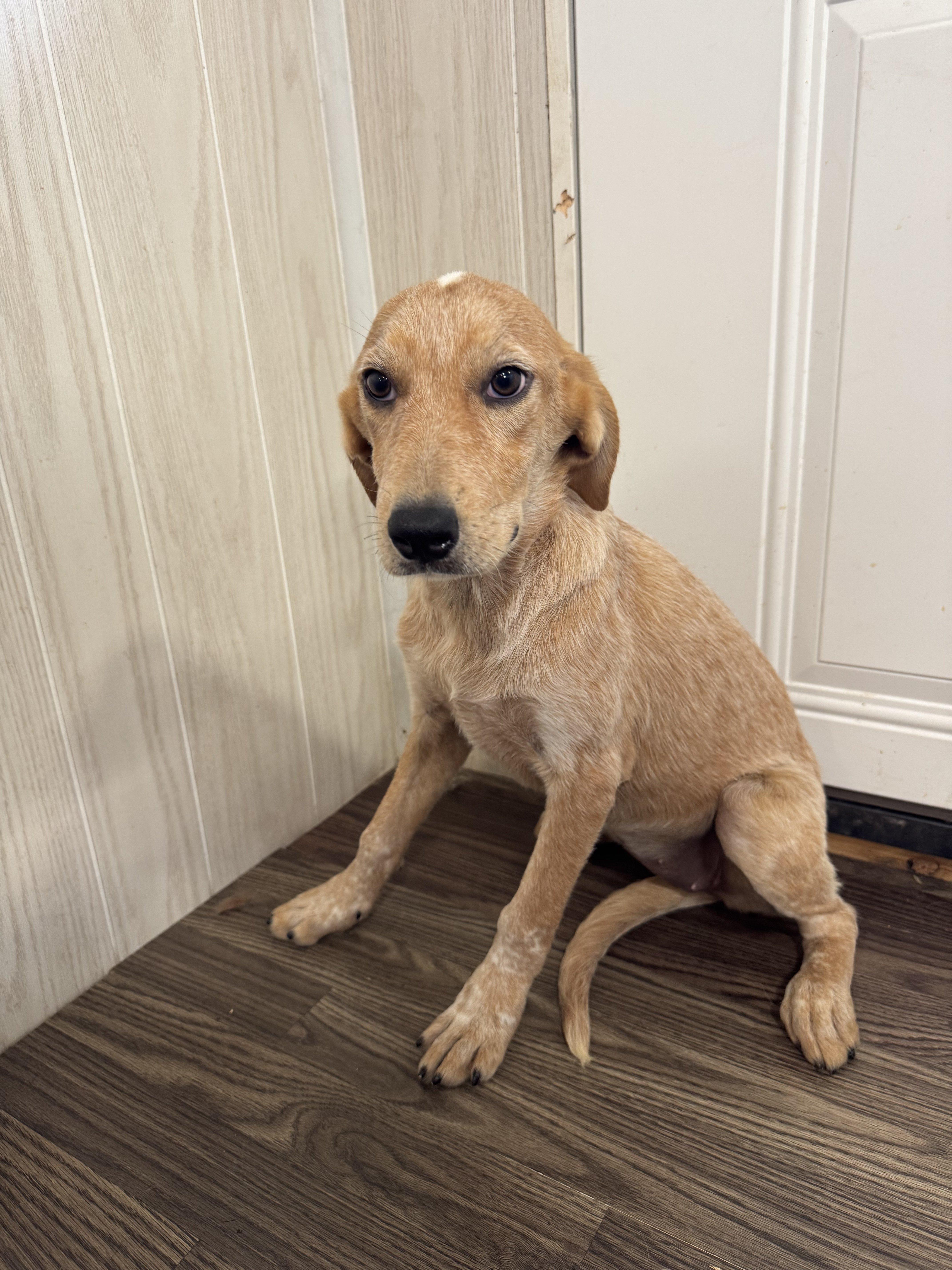 Zana, a Adoptable mixed breed in Medfield, MA image 3/3