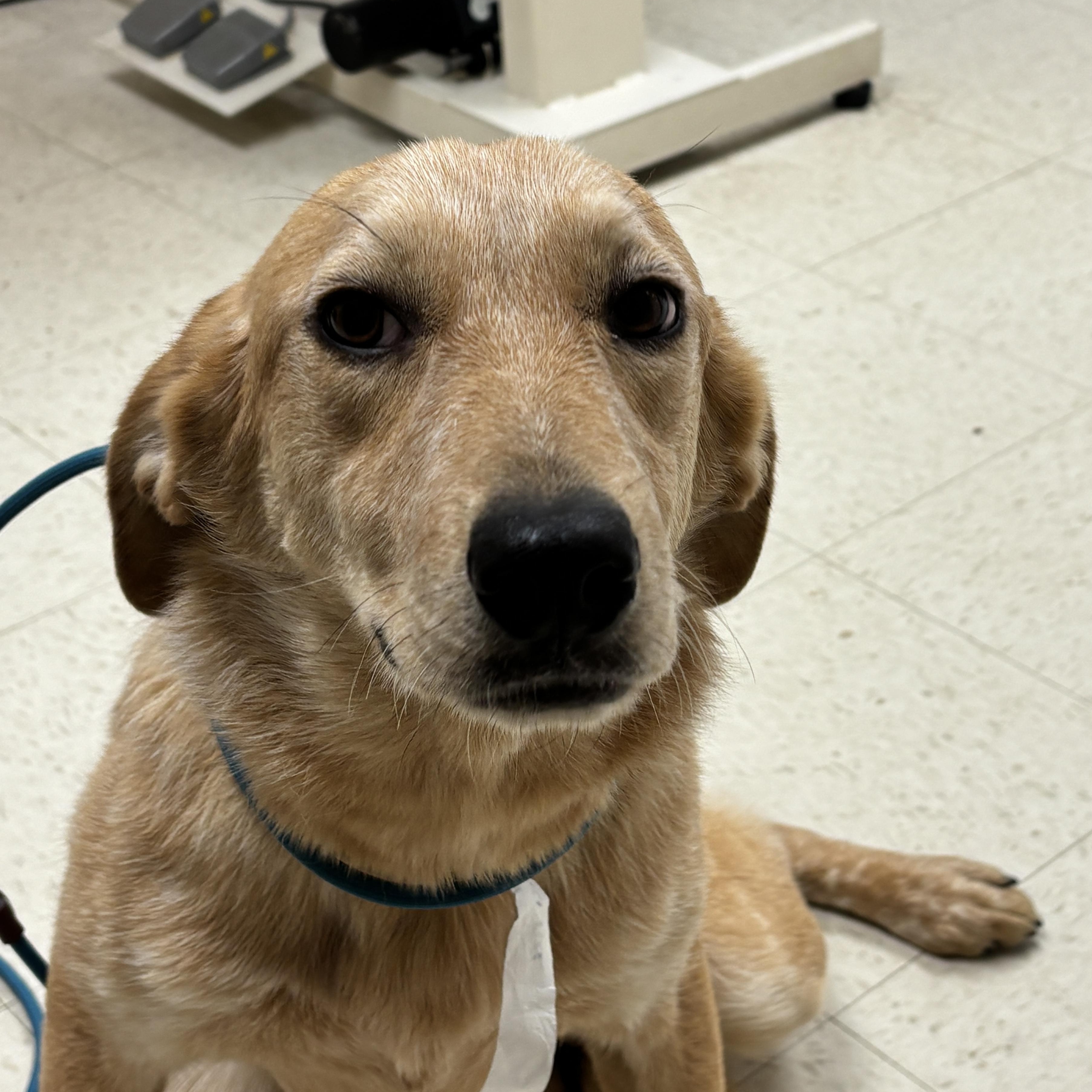 Zana- Come Meet me January 19th!!, Adoptable, Puppy Female Great Pyrenees & Australian Cattle Dog / Blue Heeler.