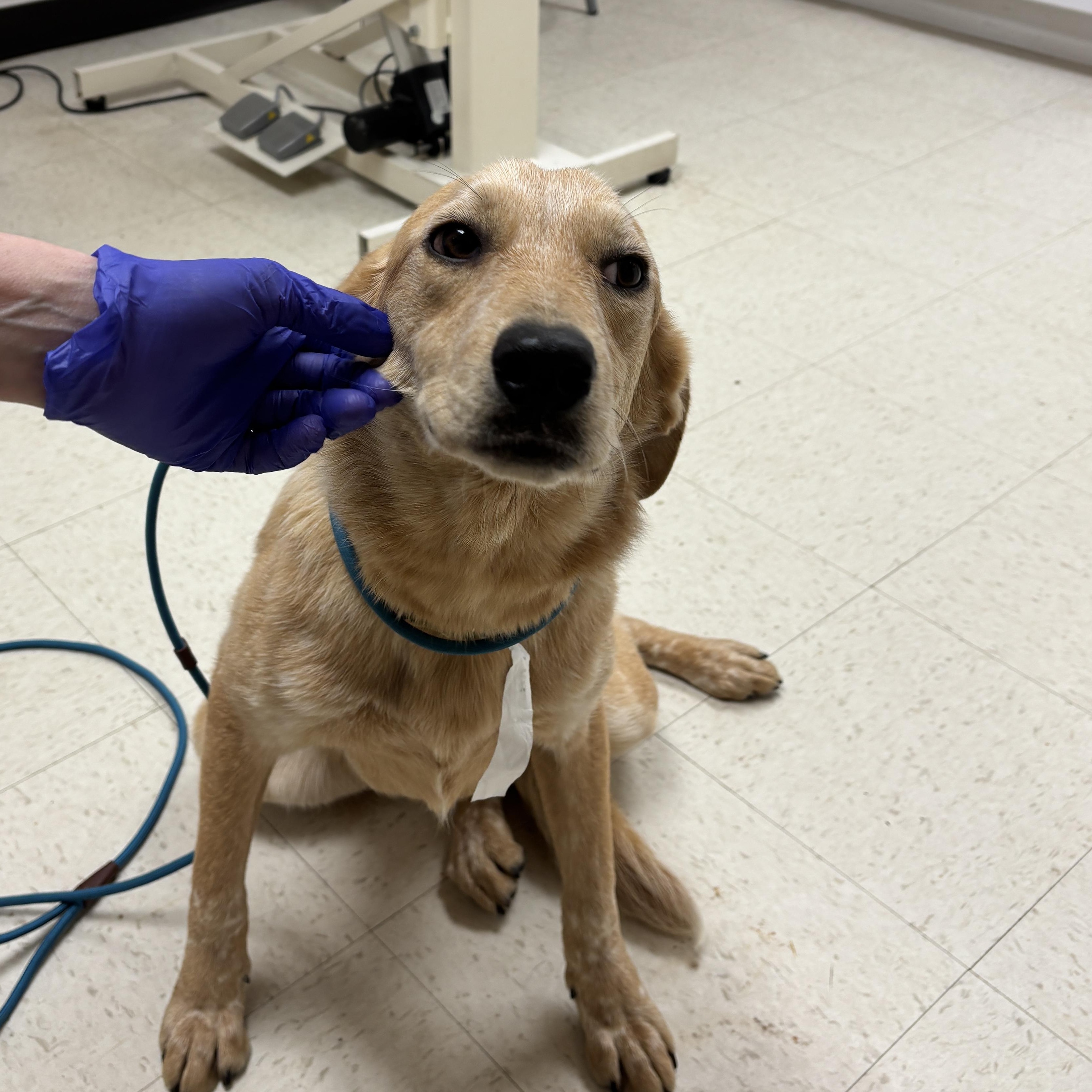 Zana, an adopted mixed breed in Medfield, MA image 2/6