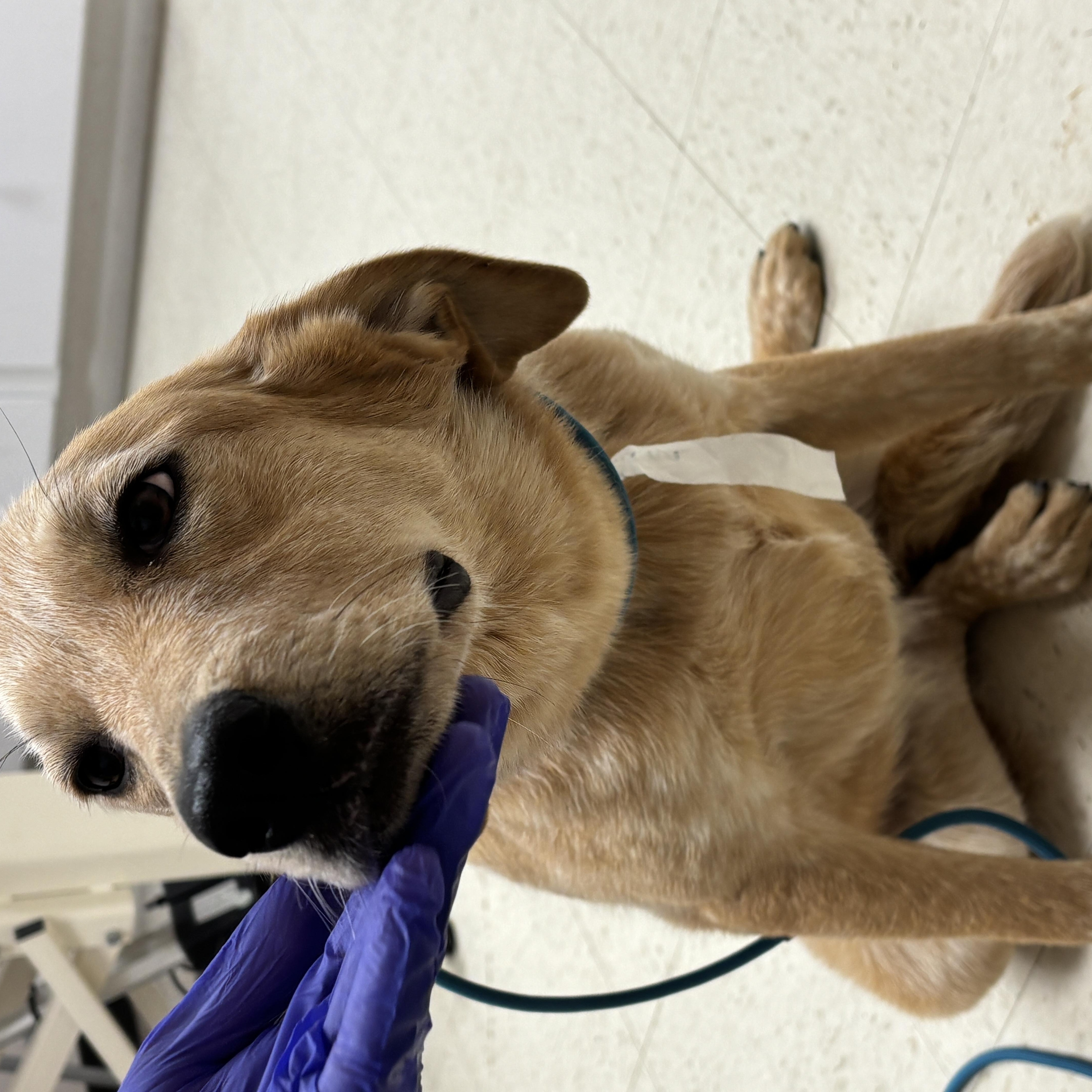 Zana, an adopted mixed breed in Medfield, MA image 3/6