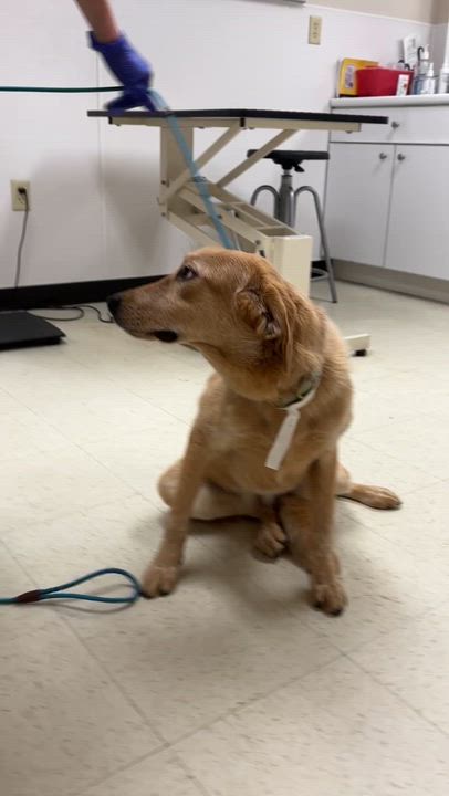 Enlarge Zana, an adopted mixed breed in Medfield, MA video 4/6