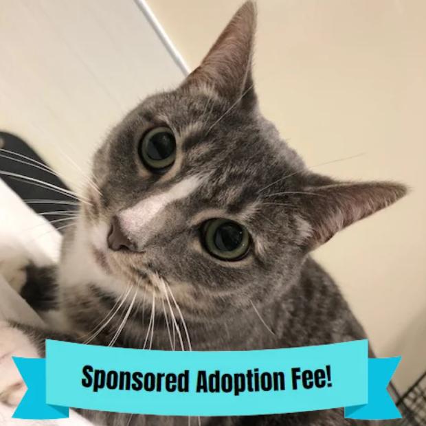 Stewie, Adoptable, Adult Male Domestic Short Hair.