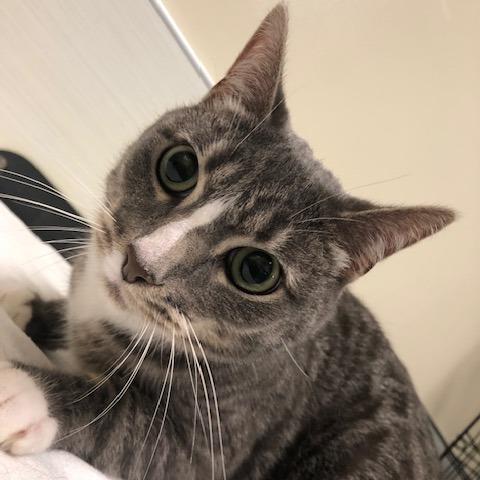 Stewie, a Adoptable Domestic Short Hair in Novelty, OH image 2/2