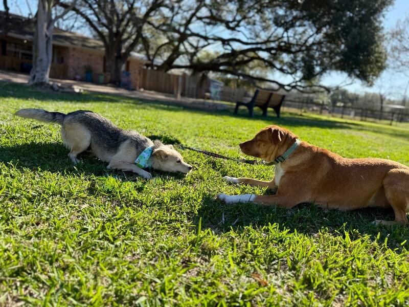 Lyra Foxglove Fable of Love — thumbnail 2