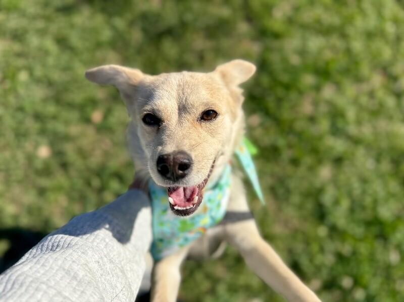 Lyra Foxglove Fable of Love — thumbnail 4