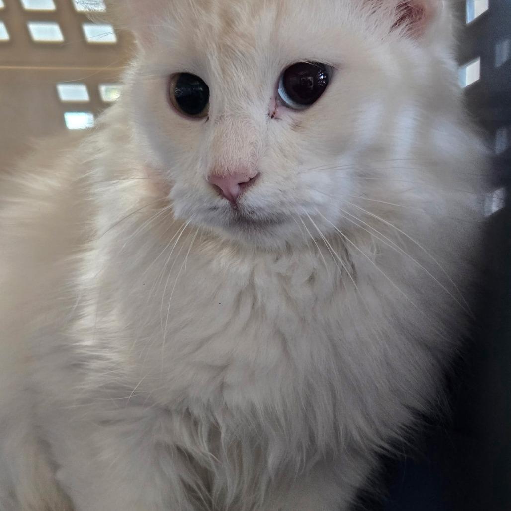 Enlarge Ghost, a Adoptable Domestic Short Hair in Corydon, IN image 1/1
