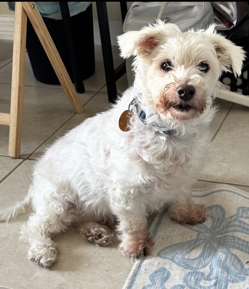 Snowee, a Adoptable mixed breed in Winter Garden, FL image 2/3