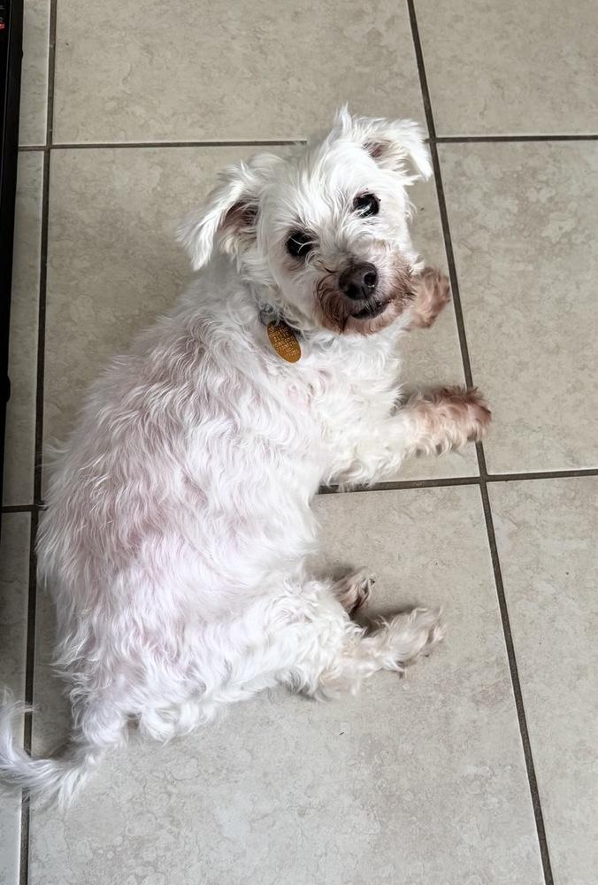 Snowee, a Adoptable mixed breed in Winter Garden, FL image 3/3