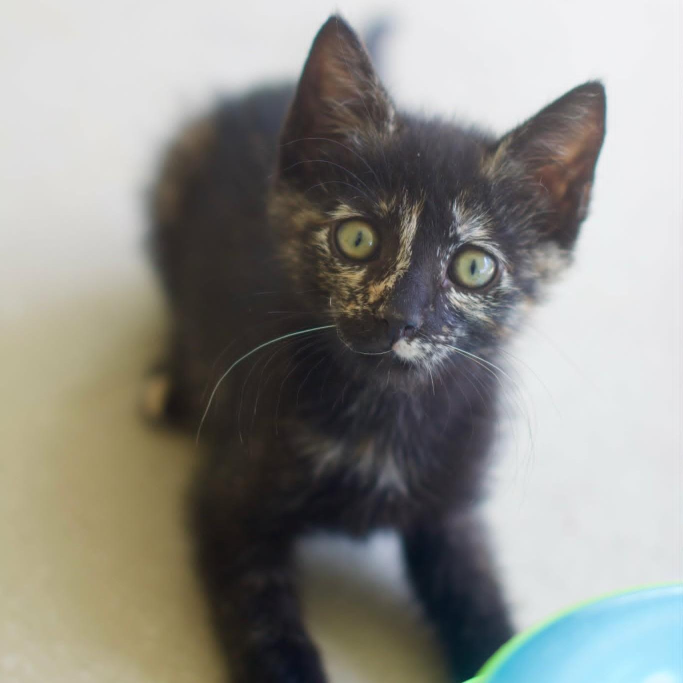 Flora, adopted, Kitten Female Domestic Short Hair.