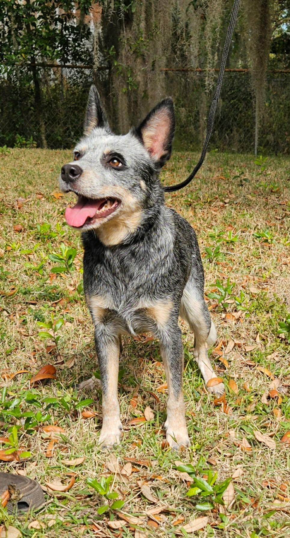 Enlarge Shiner, a Adopted Australian Cattle Dog / Blue Heeler in Winter Park, FL image 1/3