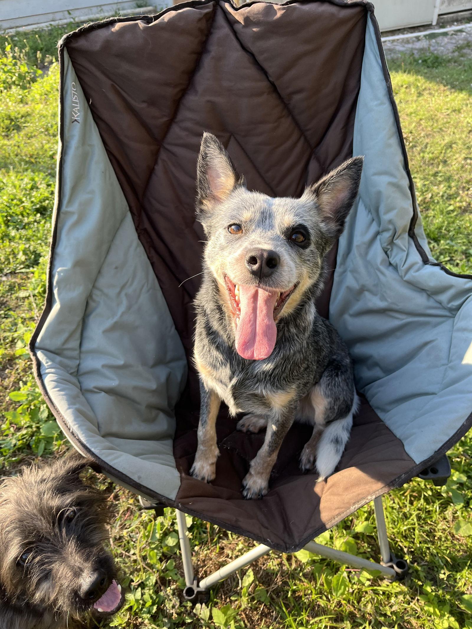 Enlarge Shiner, a Adopted Australian Cattle Dog / Blue Heeler in Winter Park, FL image 2/3