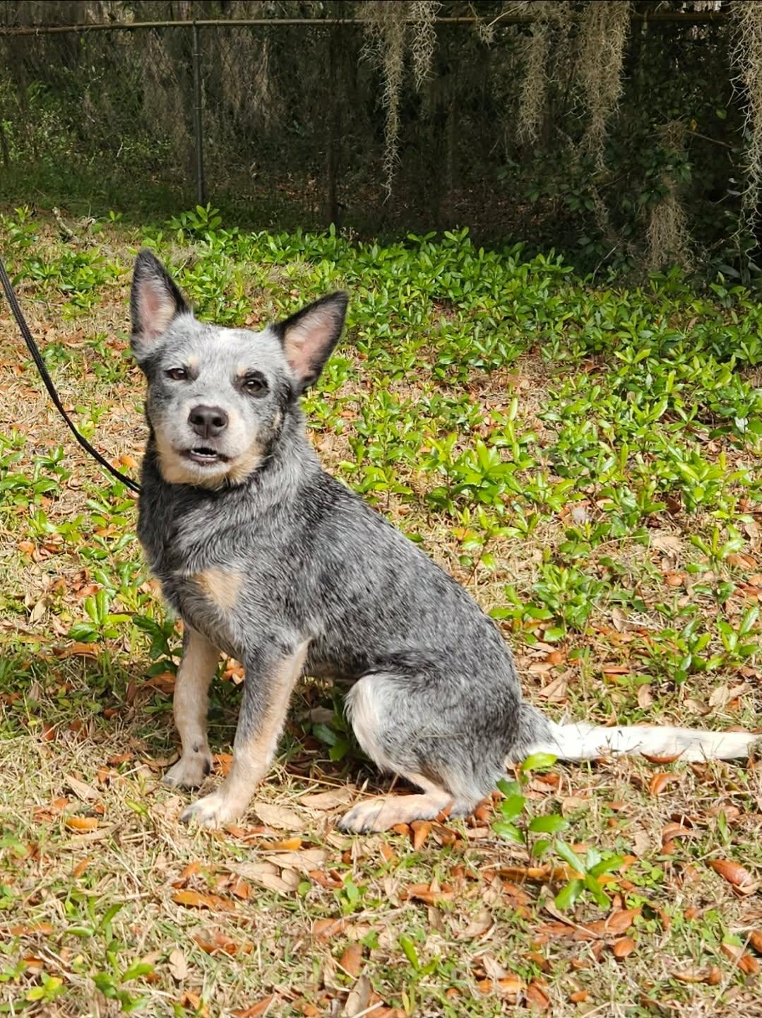 Enlarge Shiner, a Adopted Australian Cattle Dog / Blue Heeler in Winter Park, FL image 3/3