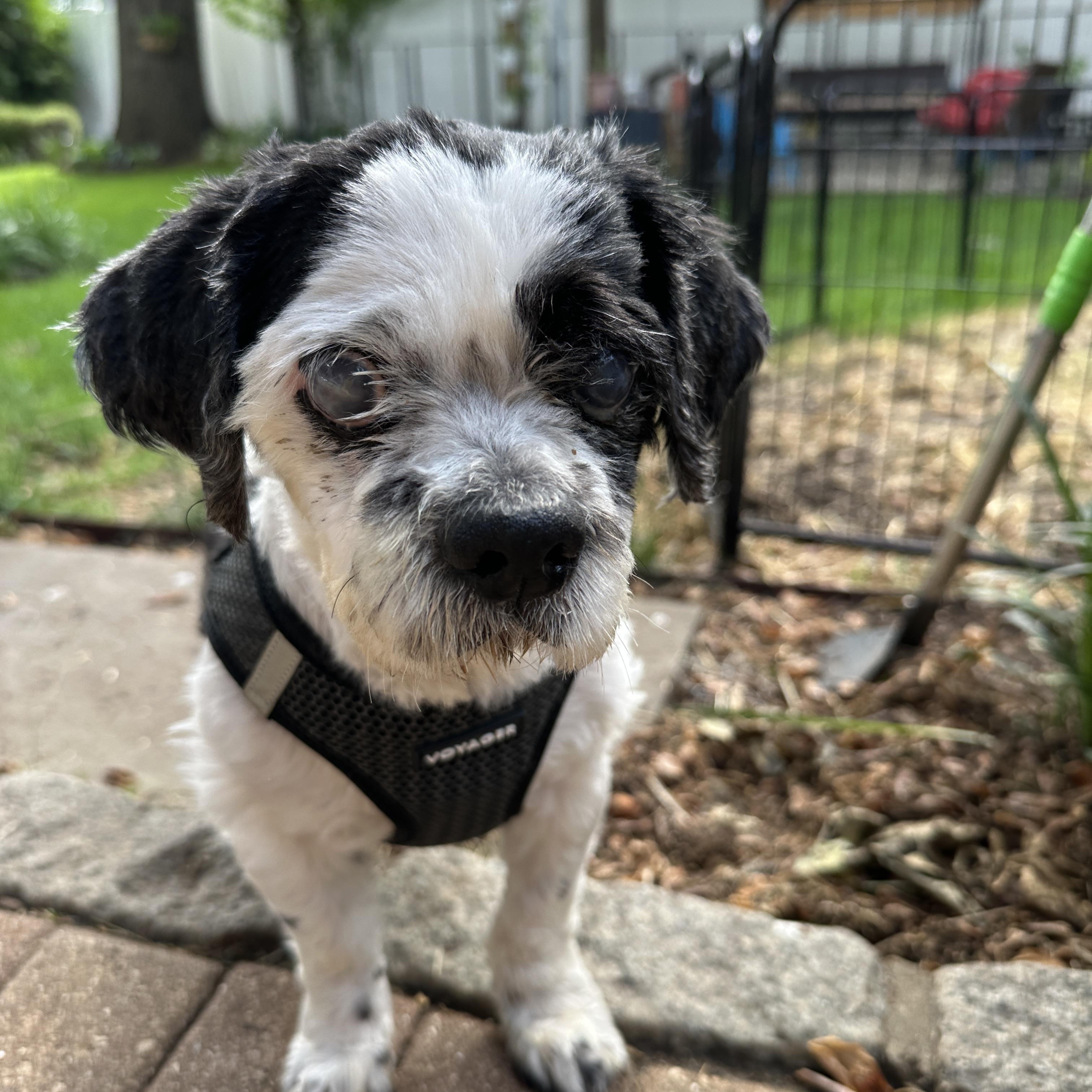 Martin, a ADOPTABLE mixed breed in Stamford, CT image 3/6