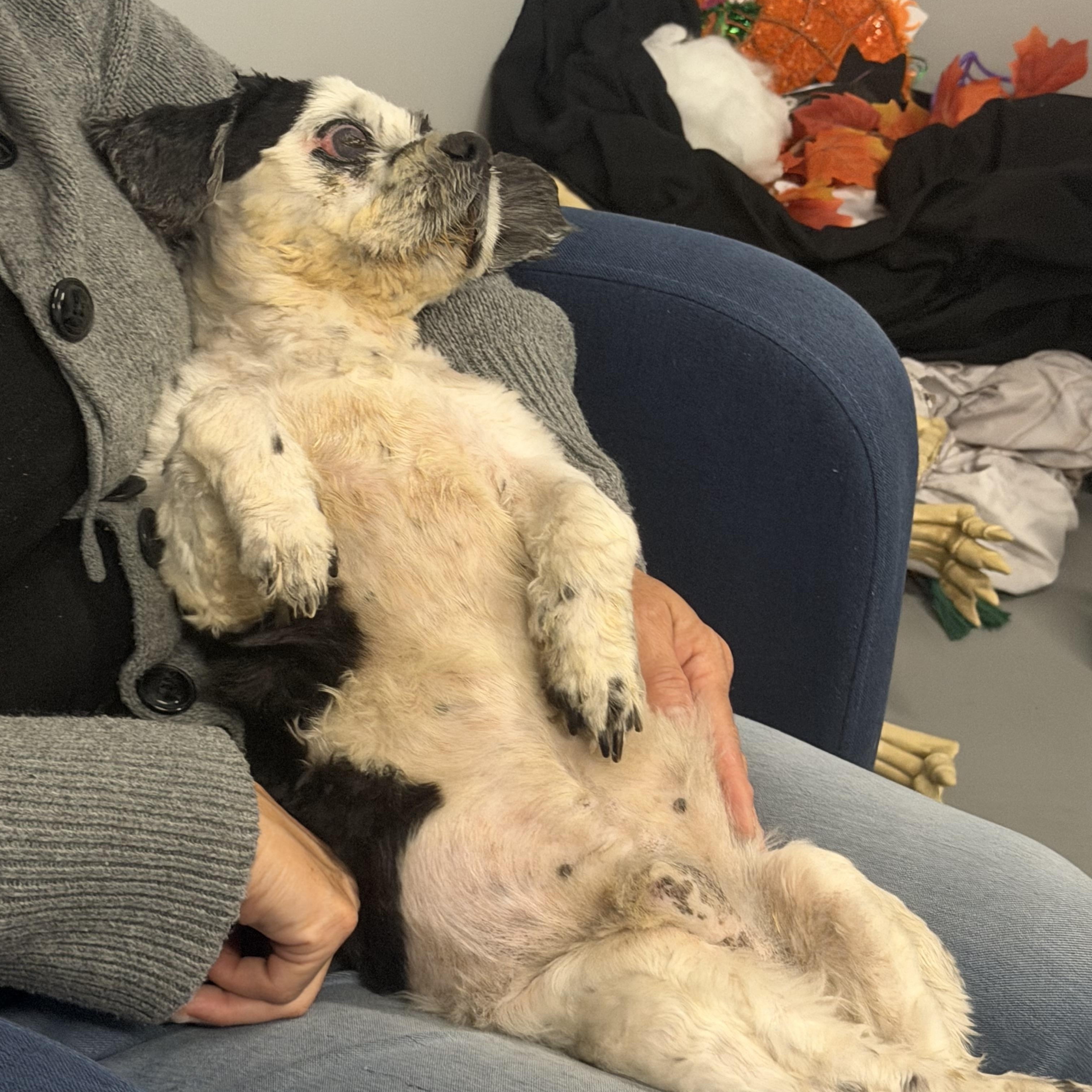 Martin, a ADOPTABLE mixed breed in Stamford, CT image 4/6
