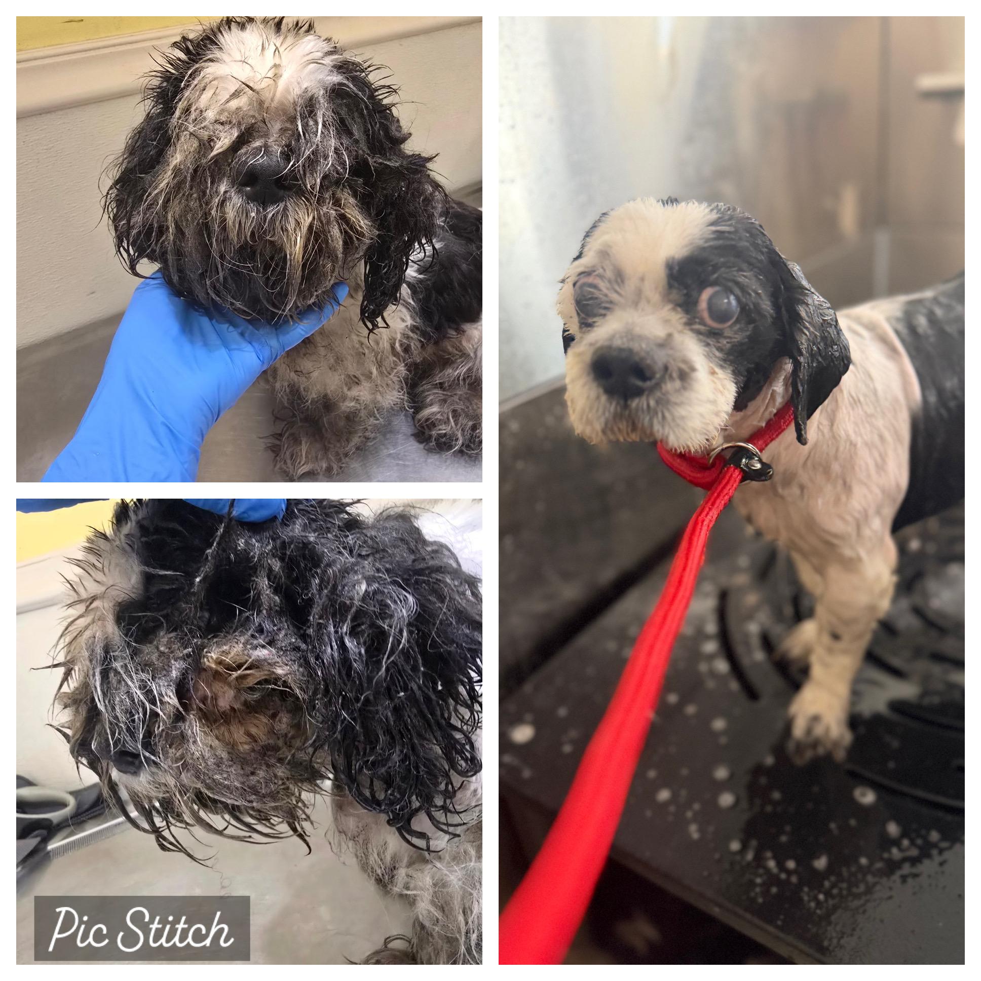 Martin, a ADOPTABLE mixed breed in Stamford, CT image 2/6