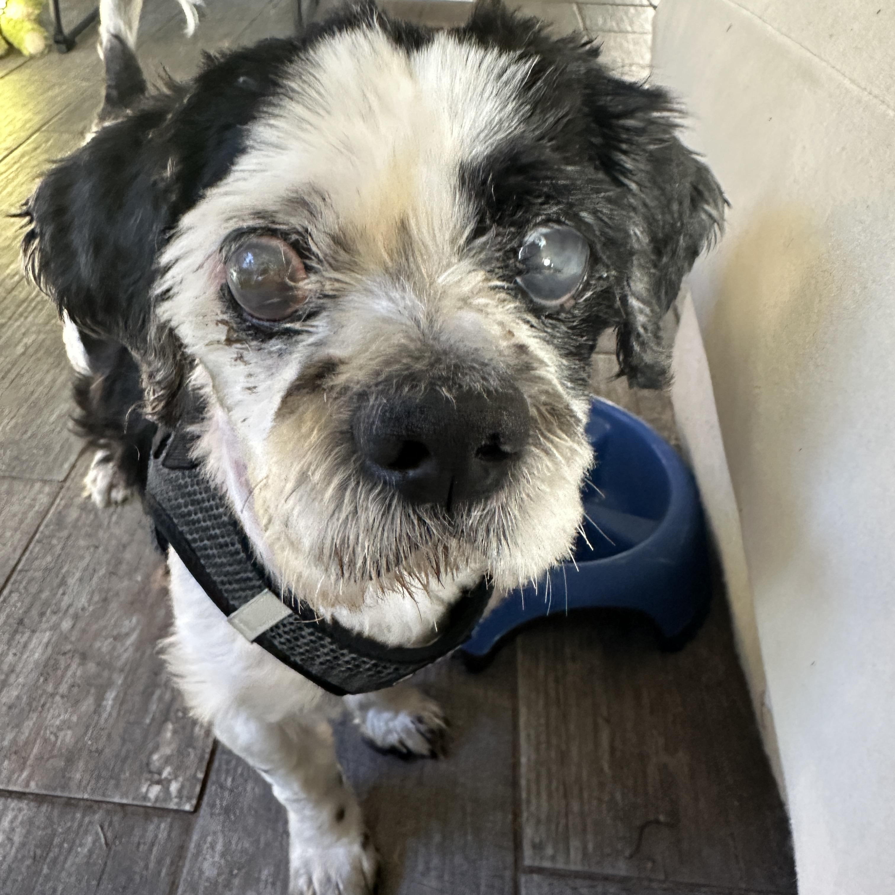 Martin, ADOPTABLE, Senior Male Shih Tzu & Lhasa Apso.