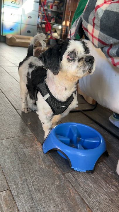 Enlarge Martin, a ADOPTABLE mixed breed in Stamford, CT video 6/6