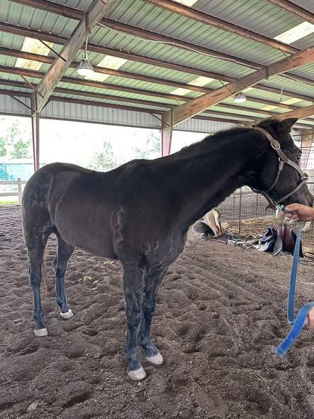Enlarge Mario, a ADOPTABLE Grade in Mount Hermon, LA image 1/1