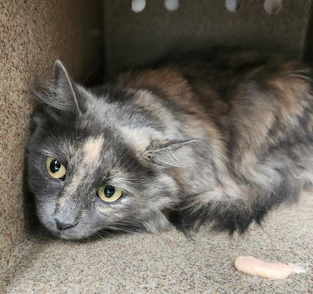 MESSE, Adoptable, Adult Female Domestic Long Hair.