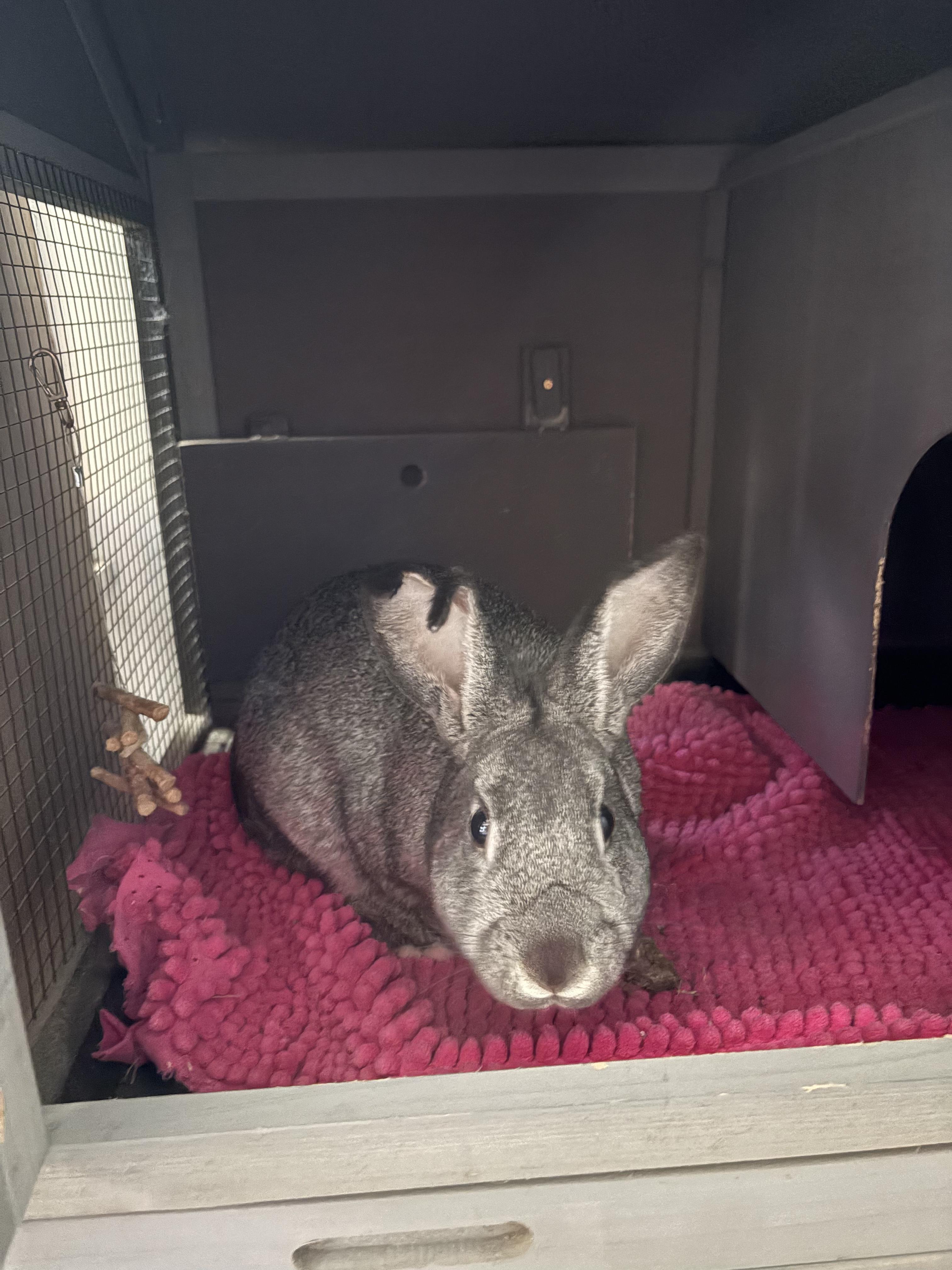 Fuzzy Lumpkins, Adoptable, Young Male Bunny Rabbit.